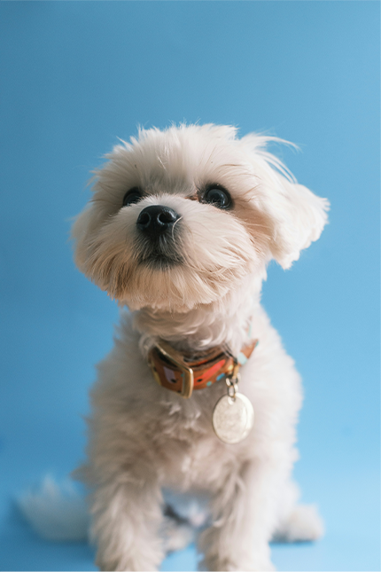 Adjustable Dog Collar with ID Tag – Colorful Striped Nylon Pet Collar